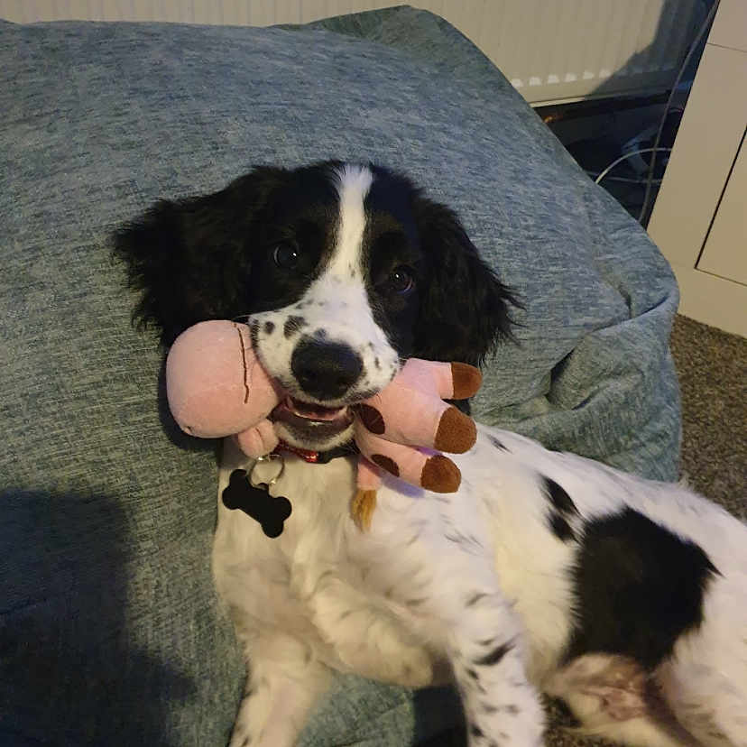 Marley is registered to the contest to win money with this photo: accessories, animal, bodypart, canine, chair, cockerspaniel, couch, cushion, dog, finger, furniture, hand, homedecor, hound, indoors, interiordesign, person, pet, pointer, puppy