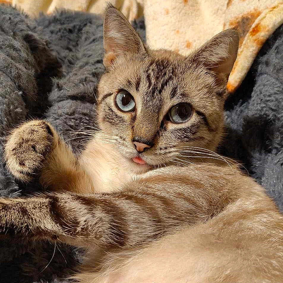 Skippy is registered to the contest to win money with this photo: abyssinian, angora, animal, blanket, cat, couch, egyptiancat, furniture, kitten, manx, pet, siamese