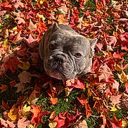 Bloom joined the competition — help win amazing prizes! dog, french_bulldog, autumn, leaves, fall, grass, pet, portrait, closeup, cute, wrinkled_face, looking_up, outdoor, seasonal, colorful, foliage, sitting, small_dog, sunlight, nature