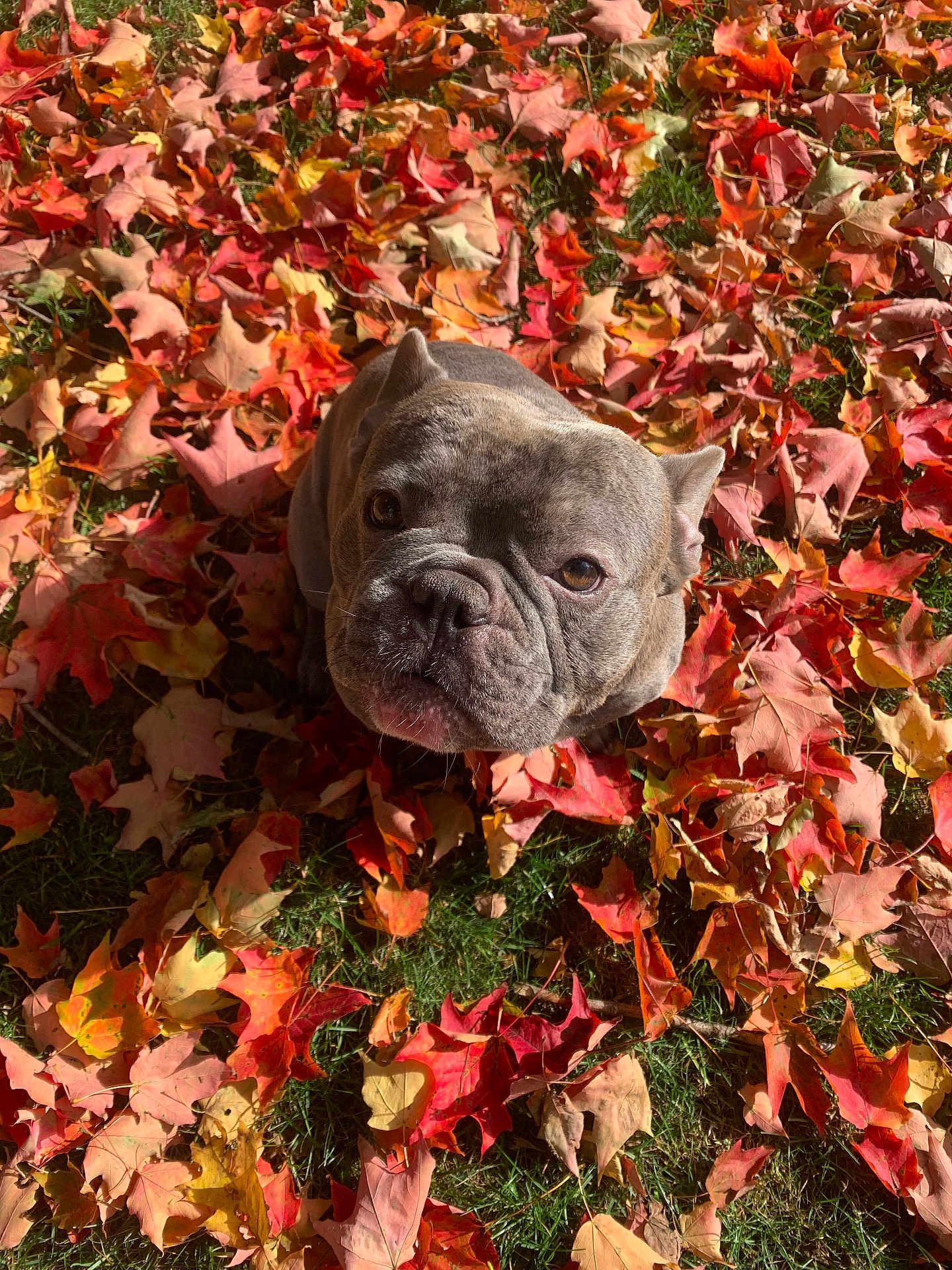 Bloom joined the competition — help win amazing prizes! dog, french_bulldog, autumn, leaves, fall, grass, pet, portrait, closeup, cute, wrinkled_face, looking_up, outdoor, seasonal, colorful, foliage, sitting, small_dog, sunlight, nature