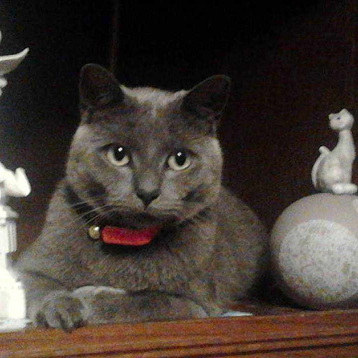 Grisoux participe au concours pour gagner de l'argent avec cette photo :