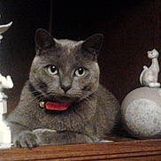 Grisoux participe au concours pour gagner de l'argent avec cette photo :