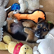 Nook a rejoint le concours — aidez-le/la à gagner de superbes lots ! canidae, carnivore, companion_dog, dog, dog_breed, dog_toy, fawn, mammal, puppy, puppy_love