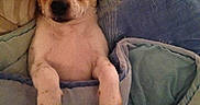 Joe participe au concours pour gagner de l'argent avec cette photo : dog, puppy, sleeping, blanket, bed, cozy, cute, rest, fur, paw, indoor, comfort, animal, snug, warm, relax, small, pet, fur_color_brown_white, cute_animal