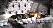 Joe a rejoint le concours — aidez-le/la à gagner de superbes lots ! blanket, canine, cat, companion, couch, cozy, dog, feline, friendship, fur, gray, home, indoor, nap, pet, pillow, relaxed, rest, sleeping, sunlight