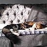 Joe a rejoint le concours — aidez-le/la à gagner de superbes lots ! cat, dog, sleeping, couch, gray, sunlight, nap, pet, feline, canine, cozy, indoor, relaxed, fur, home, blanket, pillow, companion, rest, friendship