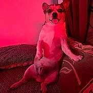Joe participe au concours pour gagner de l'argent avec cette photo : dog, pet, couch, indoor, red_light, happy, sitting, tongue_out, fur, ears, paw, blanket, curtain, wall, home, cozy, relaxed, animal, companion, portrait
