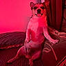 dog, pet, couch, indoor, red_light, happy, sitting, tongue_out, fur, ears, paw, blanket, curtain, wall, home, cozy, relaxed, animal, companion, portrait