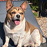 Joe a rejoint le concours — aidez-le/la à gagner de superbes lots ! dog, outdoor, sunlight, happy, panting, chair, brown_fur, white_fur, pet, animal, nature, garden, relaxed, sitting, daylight, tongue_out, short_fur, canine, smiling, sunny