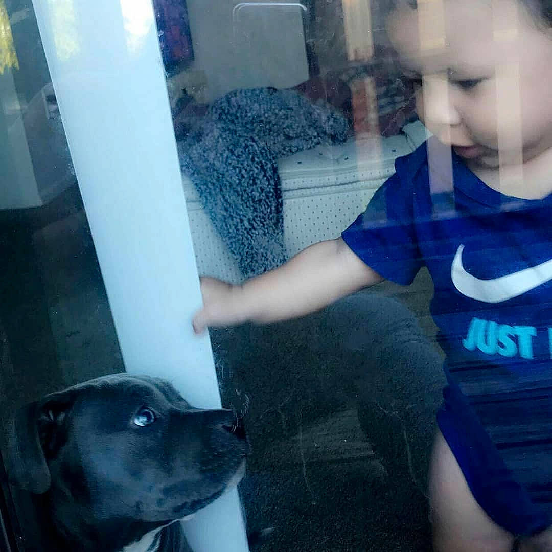 Dellavonte is registered to the contest to win money with this photo: american_pit_bull_terrier, canidae, carnivore, companion_dog, cool, dog, dog_breed, fawn, guard_dog, non_sporting_group, nose, person, photography, pit_bull, puppy_love, selfie, snout, sporting_group