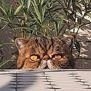 Bobby a rejoint le concours — aidez-le/la à gagner de superbes lots ! cat, animal, pet, portrait, face, eyes, whiskers, tabby, flat_face, grumpy, outdoor, garden, plants, foliage, patio, tiles, wall, sunlight, peeking, funny