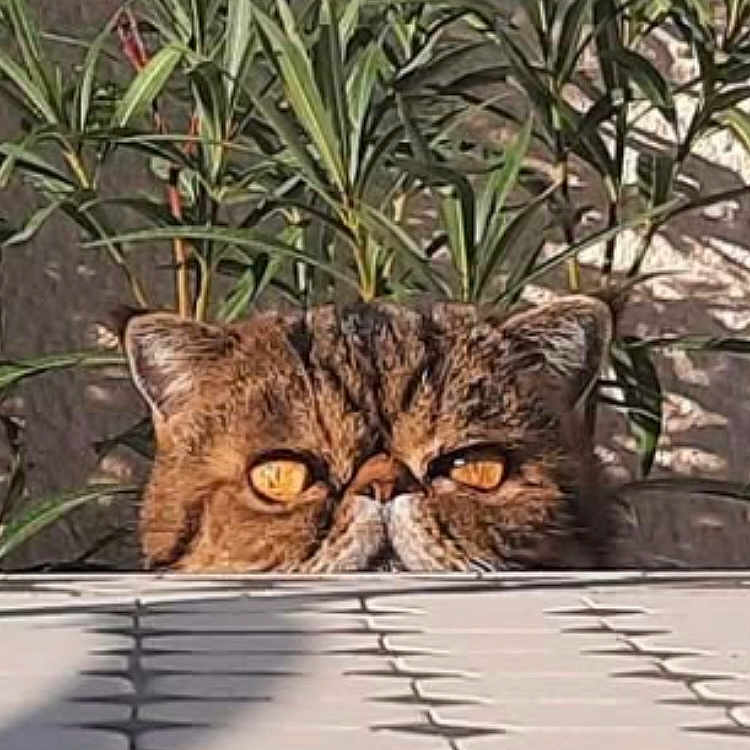 Bobby a rejoint le concours — aidez-le/la à gagner de superbes lots ! cat, animal, pet, portrait, face, eyes, whiskers, tabby, flat_face, grumpy, outdoor, garden, plants, foliage, patio, tiles, wall, sunlight, peeking, funny