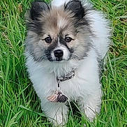 Gaspard participe au concours pour gagner de l'argent avec cette photo : puppy, dog, grass, outdoor, pet, fluffy, collar, cute, nature, animal, young, fur, greenery, looking, standing, adorable, small, playful, mammal, field