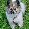 puppy, dog, grass, outdoor, pet, fluffy, collar, cute, nature, animal, young, fur, greenery, looking, standing, adorable, small, playful, mammal, field