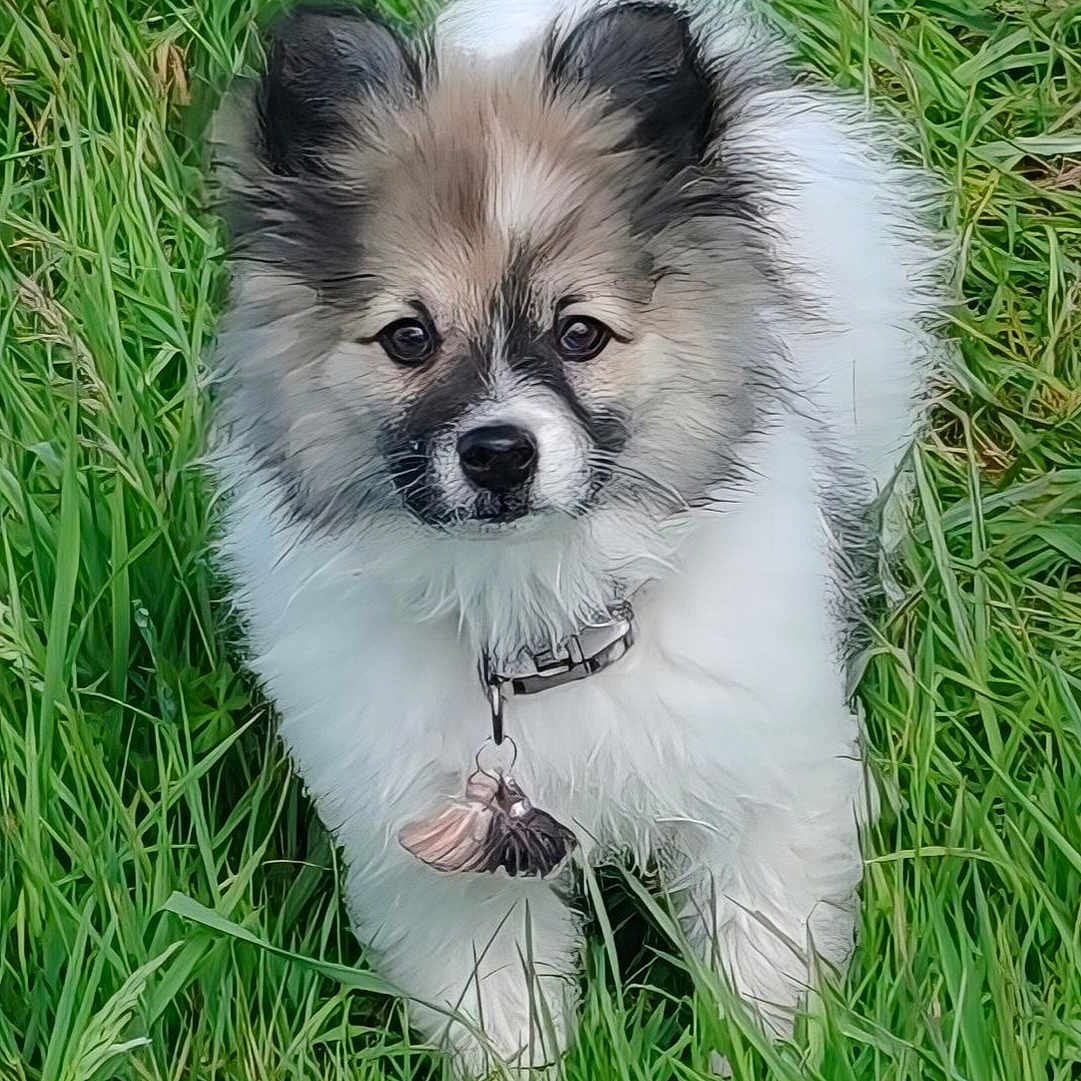 Gaspard participe au concours pour gagner de l'argent avec cette photo : puppy, dog, grass, outdoor, pet, fluffy, collar, cute, nature, animal, young, fur, greenery, looking, standing, adorable, small, playful, mammal, field