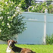 Chaos joined the competition — help win amazing prizes! dog, brindle, grass, lawn, flowering_bush, white_fence, sunny, outdoor, pet, canine, relaxed, backyard, nature, greenery, daytime, garden, plant, leaf, animal, summer