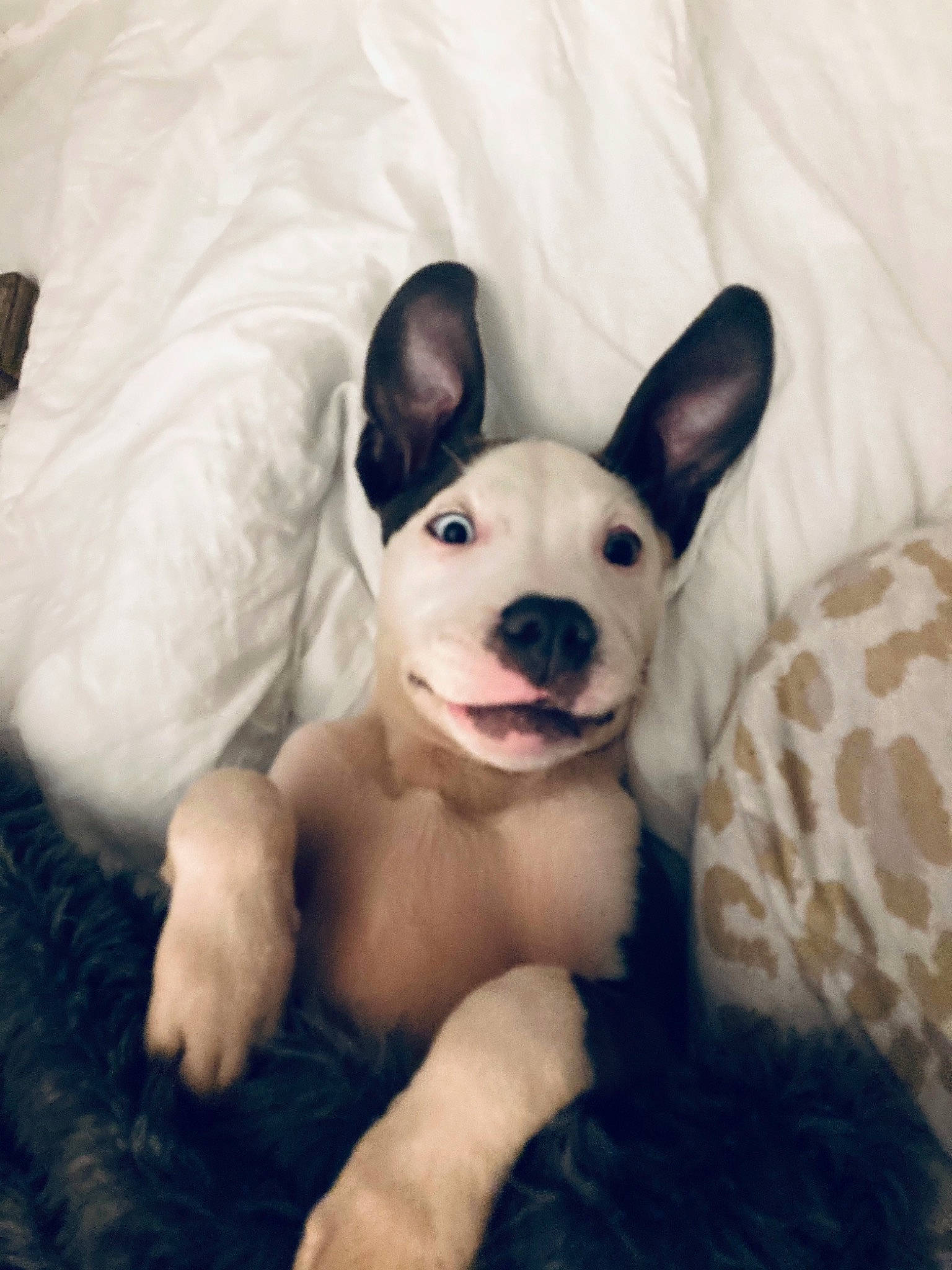 Phoebe joined the competition — help win amazing prizes! carnivore, comfort, companion_dog, corgi_chihuahua, dog, dog_breed, ear, fawn, fur, happy, mammal, non_sporting_group, paw, puppy_love, snout, terrestrial_animal, toy_dog, vertebrate, whiskers, working_animal