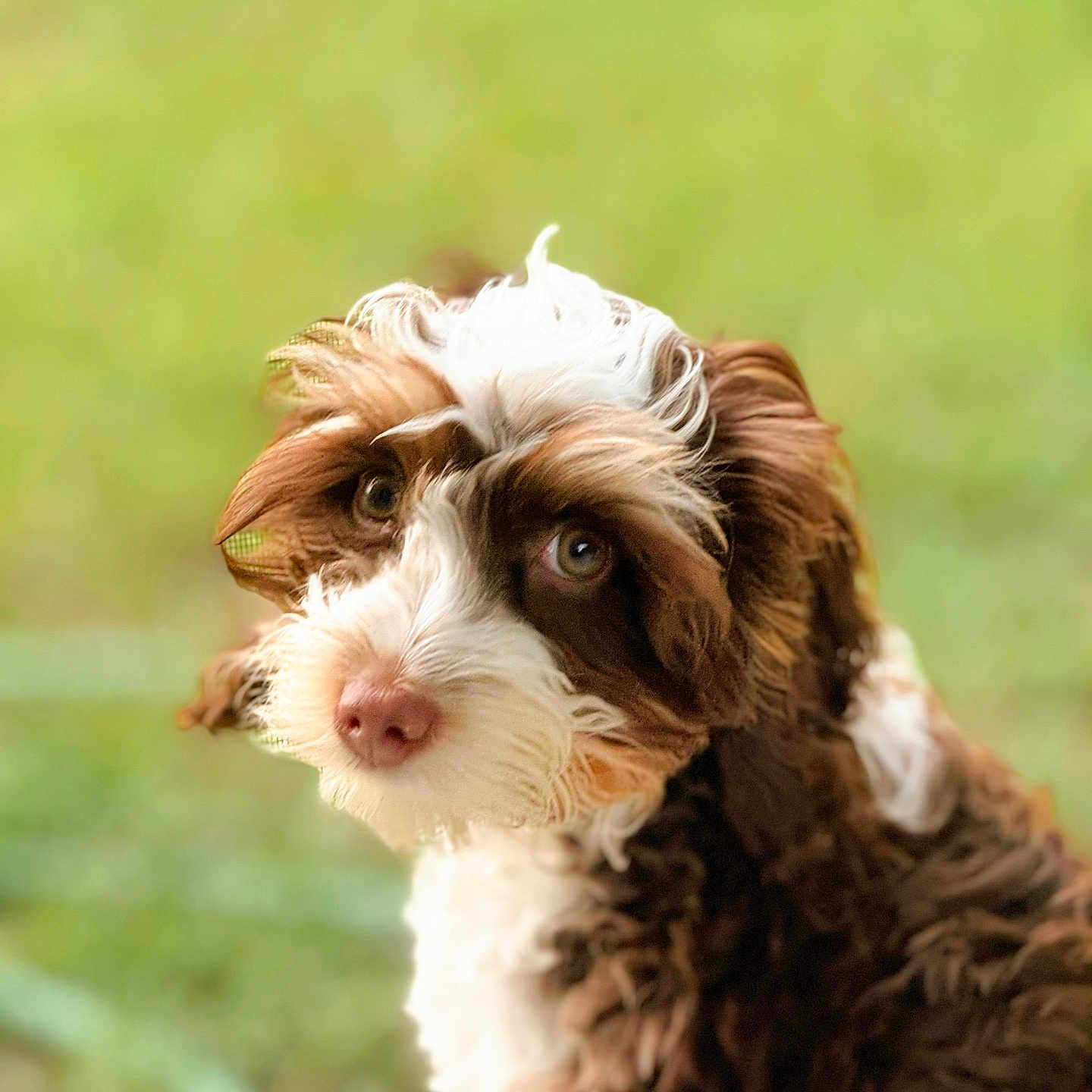 Maeley joined the competition — help win amazing prizes! animal, ball, canine, cockerspaniel, dog, face, football, grass, hound, lawn, papillon, pet, plant, poodle, puppy, soccer, soccerball, sport, terrier, whitedog