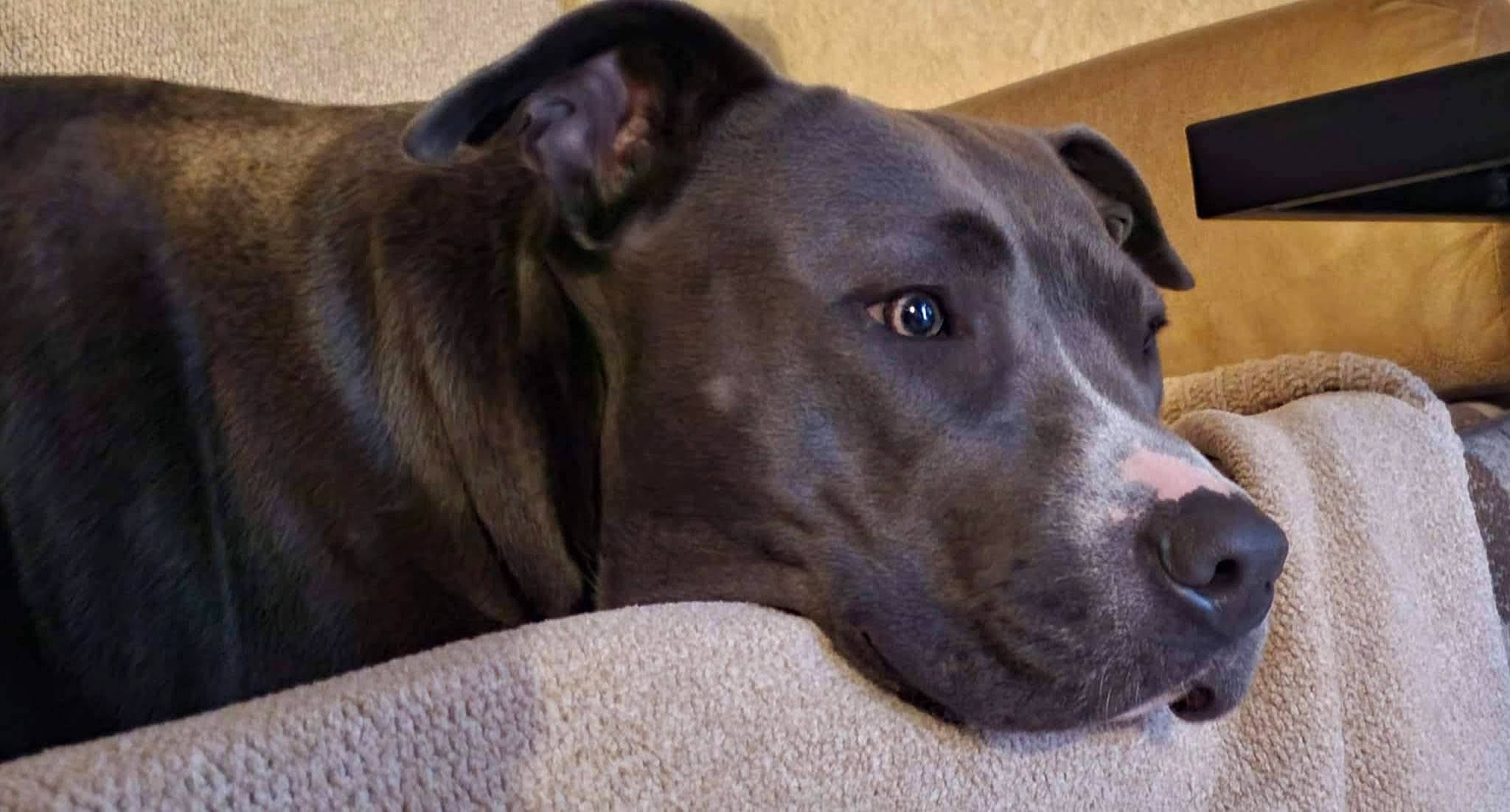 Kkarma Jo Kelly is registered to the contest to win money with this photo: borador, canidae, carnivore, collar, comfort, companion_dog, dog, dog_breed, dog_collar, fawn, liver, non_sporting_group, pet_supply, sporting_group, terrestrial_animal, whiskers, working_animal