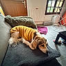 dog, yellow_sweater, blanket, couch, pillow, indoor, window, door, floor, tiles, drying_rack, toy, pet, cozy, relaxed, natural_light, home, furniture, resting, casual