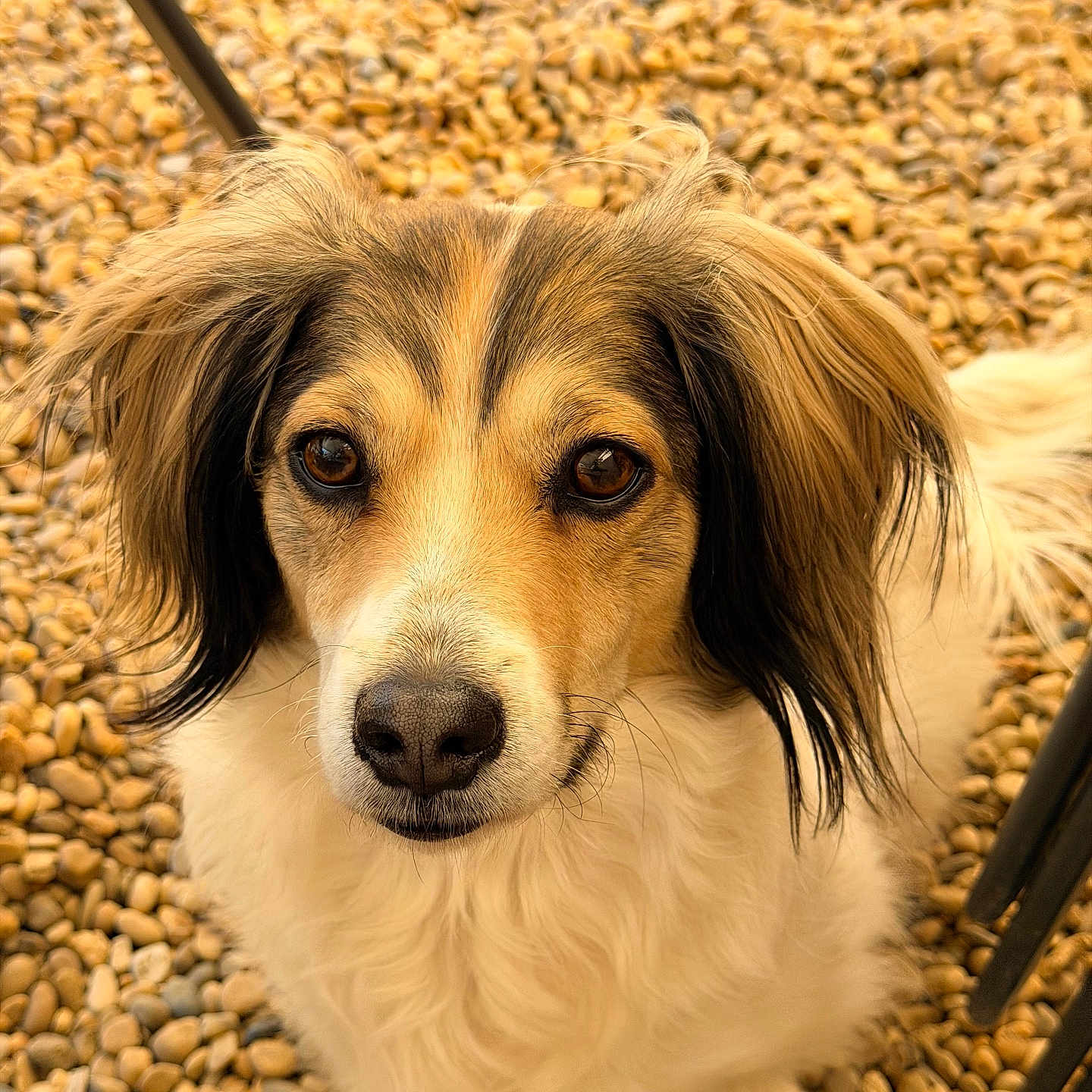 Sina participe au concours pour gagner de l'argent avec cette photo : dog, pet, animal, outdoor, pebbles, fur, ears, portrait, closeup, brown_eyes, white_fur, black_fur, cute, looking_up, fluffy, nature, adorable, canine, sitting, face