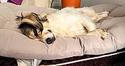 Sina a rejoint le concours — aidez-le/la à gagner de superbes lots ! dog, sleeping, bed, cushion, plush_toy, plant, indoor, cozy, resting, fur, pet, blanket, orange_pot, white_wall, relaxed, comfort, small_dog, paw, home, animal