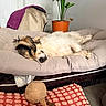 dog, sleeping, bed, cushion, plush_toy, plant, indoor, cozy, resting, fur, pet, blanket, orange_pot, white_wall, relaxed, comfort, small_dog, paw, home, animal