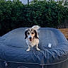 Sina participe au concours pour gagner de l'argent avec cette photo : dog, pet, lay_z_spa, hot_tub, backyard, greenery, bushes, house, outdoor, wooden_deck, happy, tail_wagging, canine, fur, small_dog, daylight, playful, animal, domestic_animal, leisure