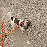 Sina a rejoint le concours — aidez-le/la à gagner de superbes lots ! dog, leash, outdoor, gravel, small_dog, brown_fur, white_fur, pet, curious, walking, animal, nature, ears, tail, side_view, ground, daylight, playful, canine, leash_loop