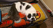 Mephestio joined the competition — help win amazing prizes! animal, ashtray, bench, black_and_white, blanket, carpet, cat, cigarette_butts, couch, cozy, furniture, gray_blanket, home, indoor, iron_man, pet, resting, rug, sleeping, table