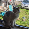 cat, windowsill, window_screen, backyard, grass, bird_feeder, lawn_chair, car, outdoor, pet, animal, feline, sunlight, shadow, white_cat, gray_cat, sitting, nature, daytime, house