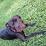 Parker joined the competition — help win amazing prizes! dog, black_dog, grass, outdoor, pet, collar, lawn, canine, animal, nature, playground, tree_log, recreation, summer, relaxation, mammal, domestic_animal, curious, laying_down, greenery