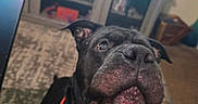 Parker is registered to the contest to win money with this photo: dog, black_dog, pet, collar, indoor, living_room, furniture, television, carpet, curious, close_up, canine, animal, domestic_animal, portrait, face, ears, snout, household, orange_collar