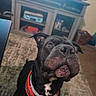 dog, black_dog, pet, collar, indoor, living_room, furniture, television, carpet, curious, close_up, canine, animal, domestic_animal, portrait, face, ears, snout, household, orange_collar