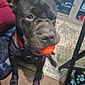 Parker joined the competition — help win amazing prizes! dog, black_dog, ball, indoor, carpet, furniture, person, red_pants, animal, pet, playing, sitting, toy, close_up, canine, floor, collar, paw_print_slippers, home, cute