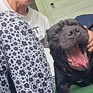 Parker joined the competition — help win amazing prizes! dog, black_dog, yawning, person, pants, flower_pattern, shirt, hand, porch, wicker_chair, furniture, outdoor, happy, relaxing, pet, animal, tongue, teeth, close_up, casual