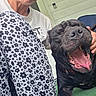dog, black_dog, yawning, person, pants, flower_pattern, shirt, hand, porch, wicker_chair, furniture, outdoor, happy, relaxing, pet, animal, tongue, teeth, close_up, casual