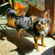 Siren joined the competition — help win amazing prizes! dog, small_dog, black_dog, tan_dog, long_hair, fluffy_ears, standing, sunlight, shadow, tiled_floor, indoor, door, bag, bird_image, pet, animal, cute, domestic_animal, floor, sunshine