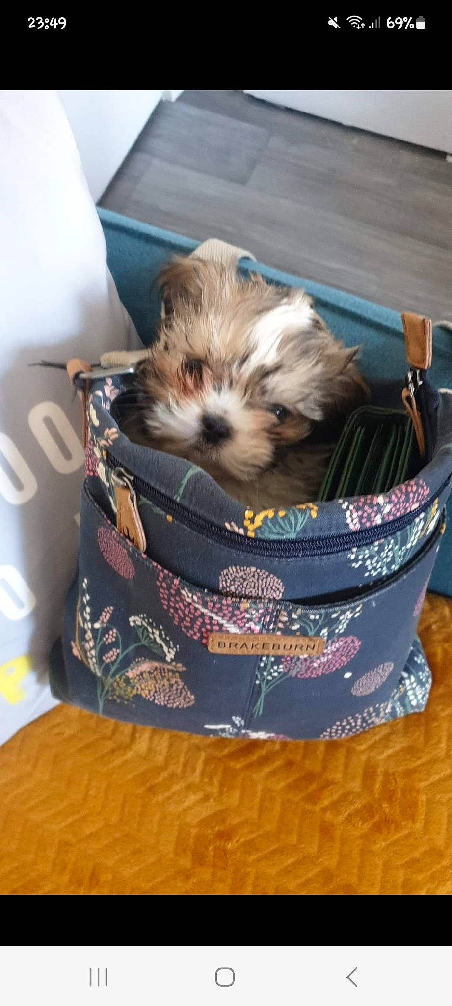 Branston joined the competition — help win amazing prizes! bag, basket, canidae, carnivore, companion_dog, dog, dog_breed, dog_clothes, dog_supply, fashion_accessory, fawn, fur, home_accessories, non_sporting_group, pet_supply, small_terrier, sporting_group, terrier, toy_dog, working_animal