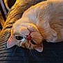 cat, pet, feline, whiskers, fur, closeup, indoor, cozy, relaxed, animal, cute, orange_cat, soft_light, lying_down, portrait, warm_tones, domestic_animal, sleepy, resting, cute_face