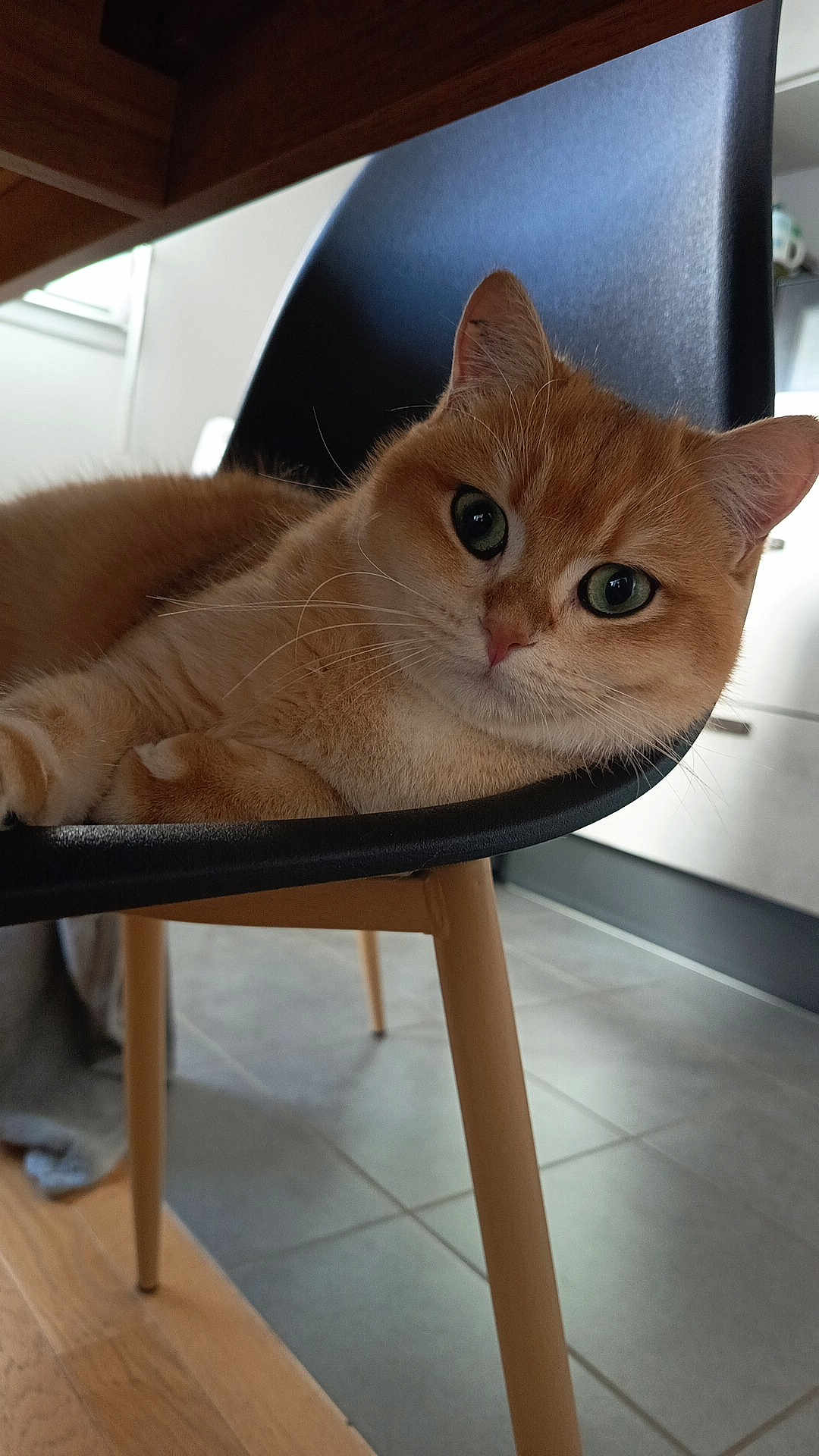 Cosmo participe au concours pour gagner de l'argent avec cette photo : cat, ginger_cat, chair, wooden_legs, indoor, floor_tiles, kitchen, furniture, pet, animal, whiskers, ears, relaxed, curious, domestic, fur, close_up, green_eyes, resting, household