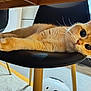 Cosmo participe au concours pour gagner de l'argent avec cette photo : cat, orange_cat, chair, furniture, indoor, pet, animal, curious, relaxed, whiskers, ears, floor, wooden_legs, modern_kitchen, tiles, black_chair, domestic, cute, laying, closeup
