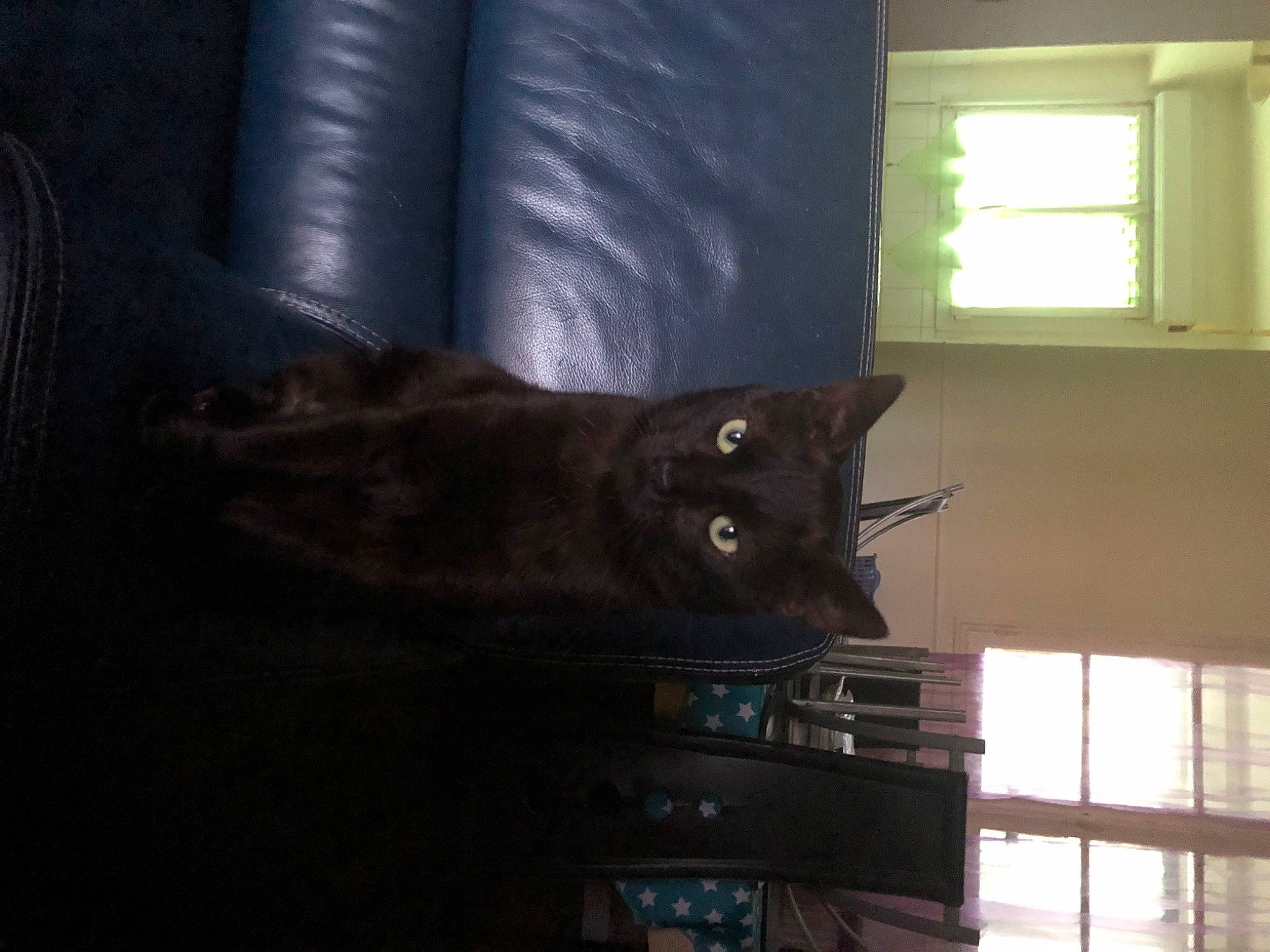 Sniper a rejoint le concours — aidez-le/la à gagner de superbes lots ! black_cat, carnivore, cat, chartreux, domestic_short_haired_cat, felidae, fixture, fur, hardwood, room, sash_window, small_to_medium_sized_cats, tail, whiskers, window, window_blind, window_treatment, wood