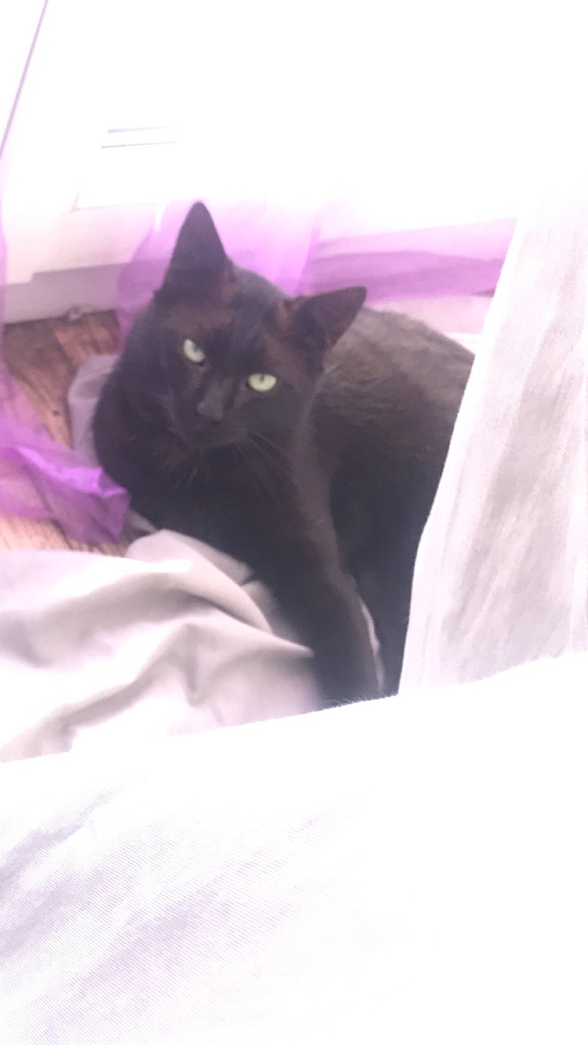 Sniper a rejoint le concours — aidez-le/la à gagner de superbes lots ! bed, bedding, black_cat, bombay, carnivore, cat, cat_supply, comfort, domestic_short_haired_cat, felidae, fur, grey, linens, magenta, room, small_to_medium_sized_cats, tail, terrestrial_animal, whiskers