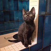 Ténèbre a rejoint le concours — aidez-le/la à gagner de superbes lots ! animal, bathroom, bathtub, black_kitten, blue_tiles, cat, curious, cute, domestic_cat, edge, feline, indoor, kitten, looking_up, pet, sitting, small_animal, tile, white_tiles, young_cat
