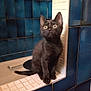 animal, bathroom, bathtub, black_kitten, blue_tiles, cat, curious, cute, domestic_cat, edge, feline, indoor, kitten, looking_up, pet, sitting, small_animal, tile, white_tiles, young_cat