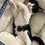 cat, black_and_white, pet, paw, pink_paw_pads, sleeping_bed, cozy, relaxed, fluffy, cute, animal, feline, resting, indoor, soft_texture, whiskers, tail, lying_down, comfort, nap