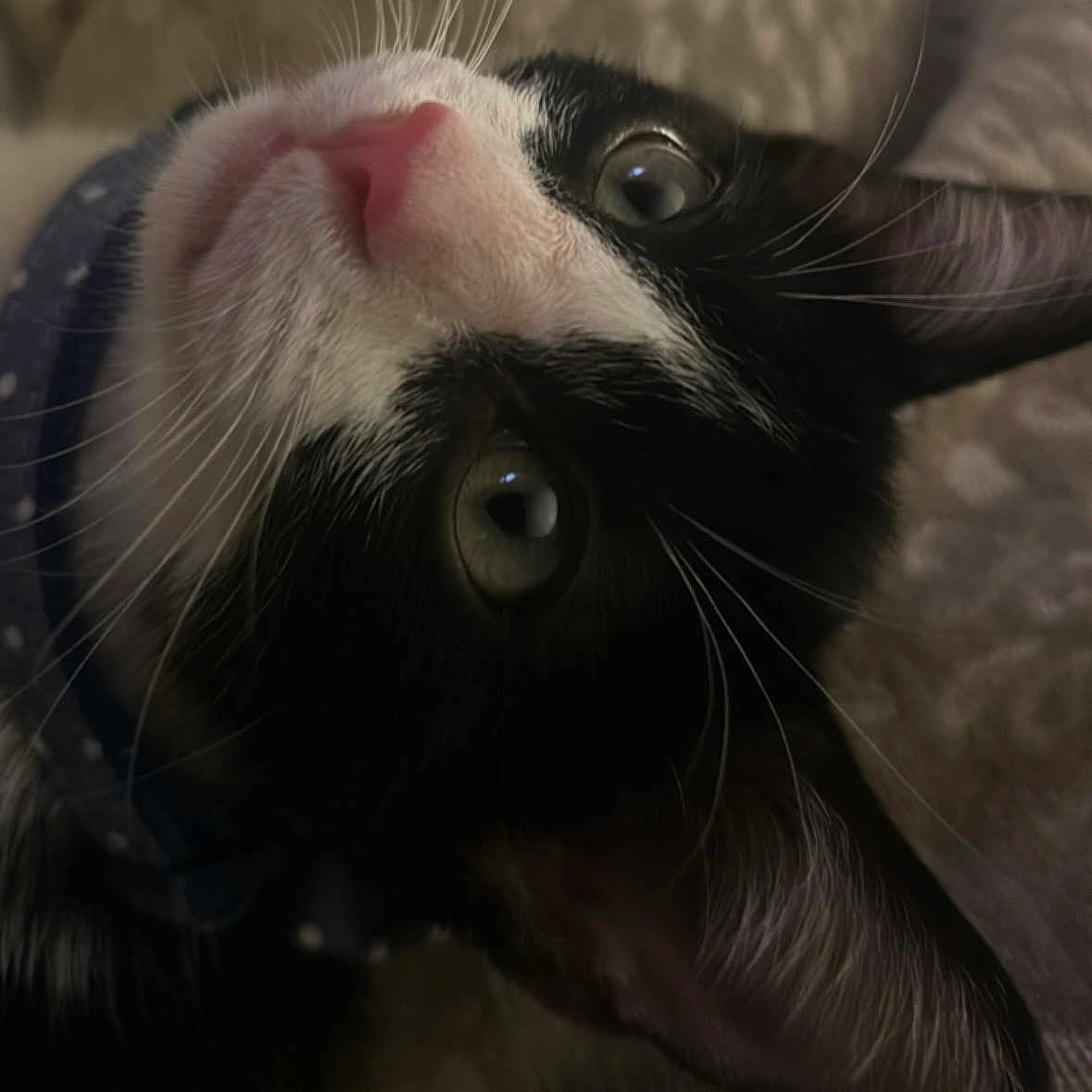 Loky joined the competition — help win amazing prizes! animal, black_and_white, cat, close_up, collar, curious, domestic, eyes, face, feline, fur, indoor, lying_down, pet, pink_nose, polka_dots, portrait, soft_light, texture, whiskers