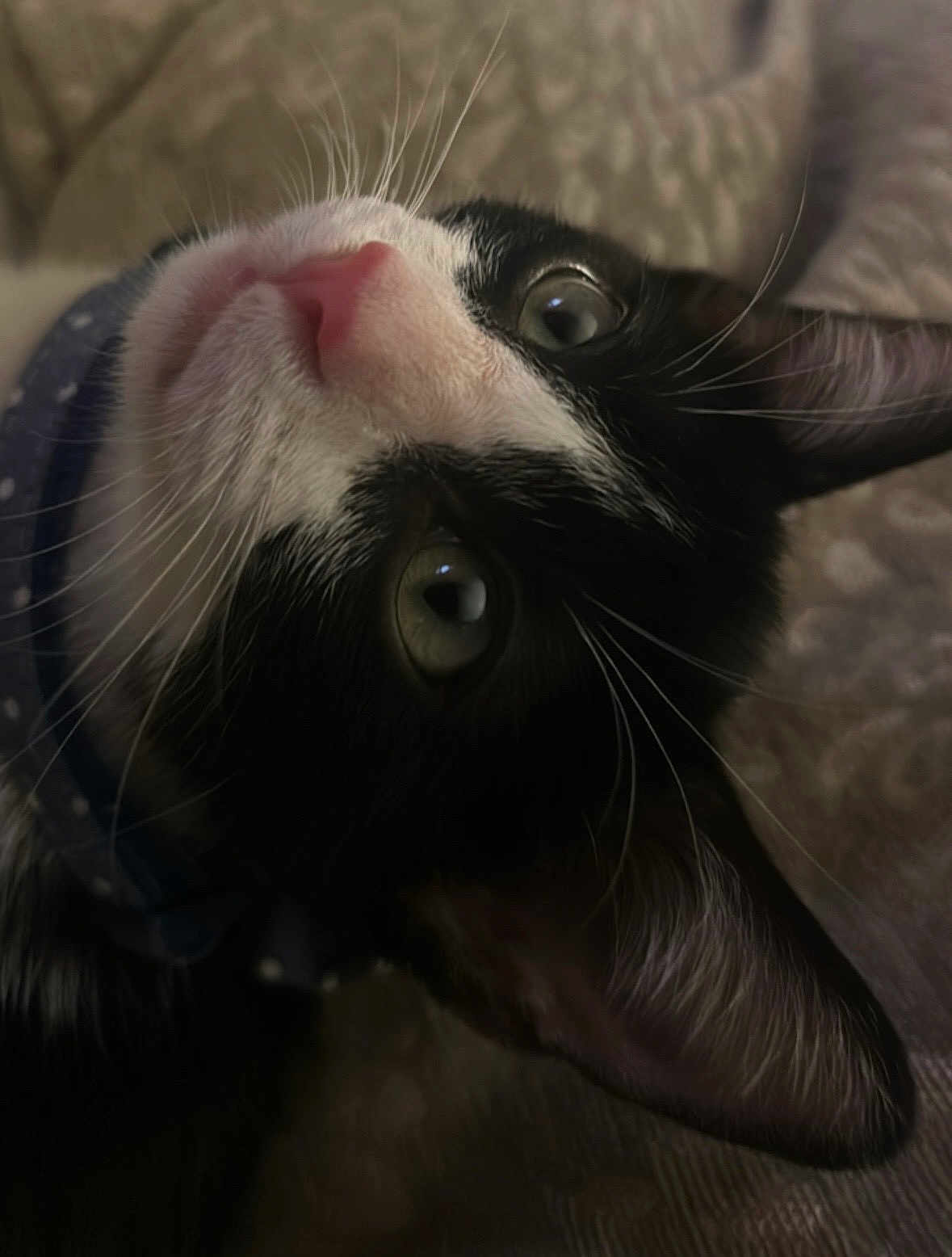 Loky joined the competition — help win amazing prizes! cat, black_and_white, close_up, whiskers, pink_nose, curious, collar, polka_dots, pet, feline, fur, lying_down, face, eyes, indoor, soft_light, texture, animal, domestic, portrait
