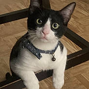 Loky joined the competition — help win amazing prizes! cat, black_and_white, collar, bell, curious, wooden_table, floor, parquet, pet, indoor, animal, whiskers, ears, paws, feline, looking_up, young_cat, domestic_cat, house_pet, kitten